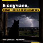 5 случаев, когда чёрная кошка к добру по народным приметам