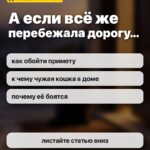 А если всё же перебежала дорогу…: как обойти примету, к чему чужая кошка в доме, почему её боятся
